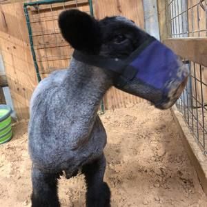 Meet your Posher, Amy